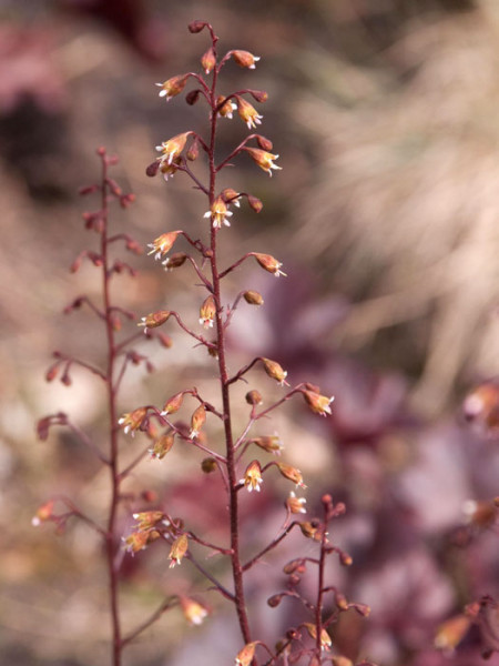 Heuchera x micrantha &#039;Obsidian&#039;, Purpurglöckchen, Purpurblatt