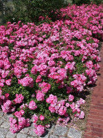 Rose Heidetraum ® Noack