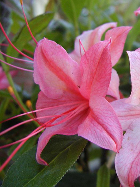 Rhododendron viscosum &#039;Lollipop&#039;, sommergrüne japanische Gartenazalee