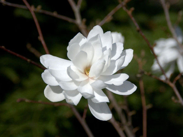 Magnolia loebneri &#039;Wildcat&#039;, Magnolie