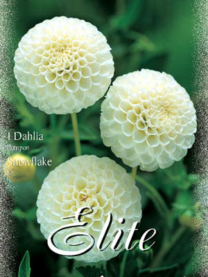 Pompon-Dahlie &#039;Snowflake&#039;, Dahlia (Art.Nr. 520458)