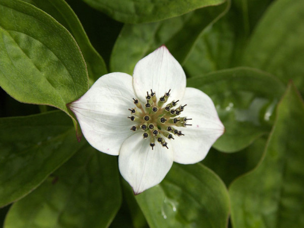 Cornus canadensis, Teppich-Hartriegel