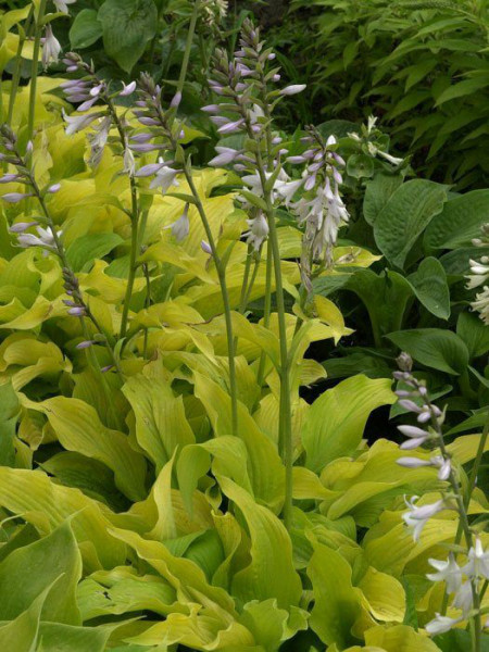 Hosta plantaginea &#039;Sun Power&#039;, Lilien-Funkie, Herzblatt-Lilie