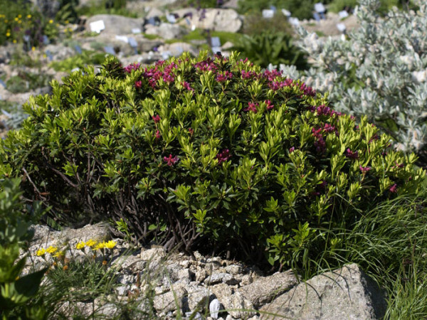 Rhododendron ferrugineum, Heimische Alpenrose