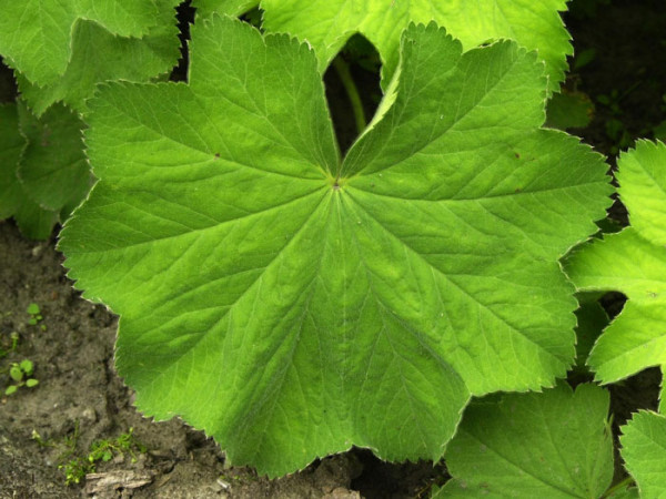  Das Blatt des weichen Frauenmantels