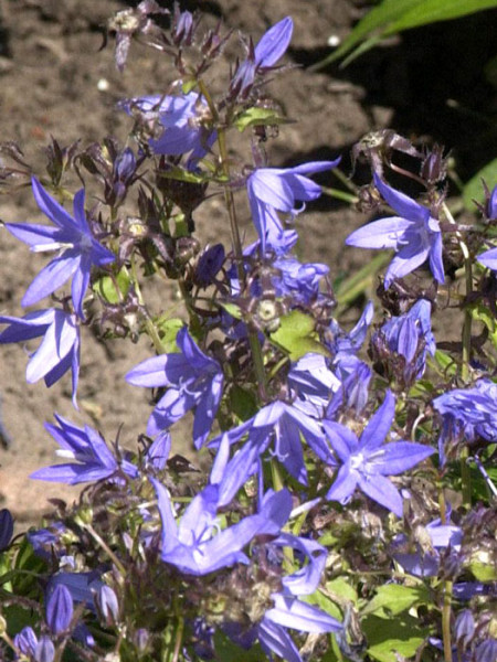 Campanula poscharskyana &#039;Blauranke&#039; (M), Hängepolster-Glockenblume, Dalmatische Glockenblume