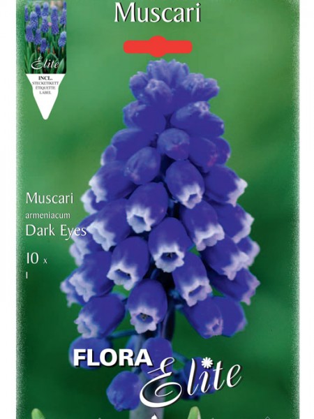 Traubenhyazinthe &#039;Dark Eyes&#039;, Muscari aucheri (Art.Nr. 597176)