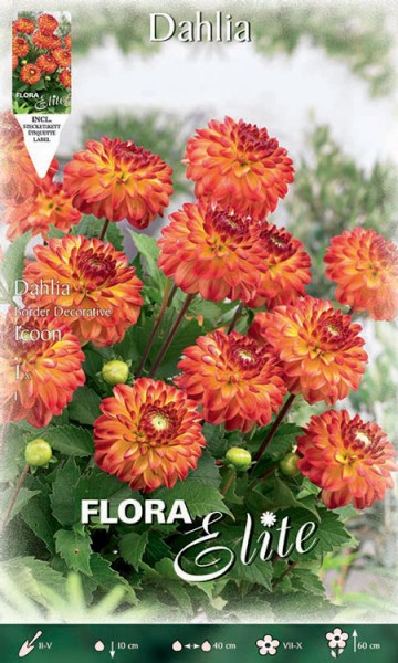 Beet-Dahlie &#039;Icoon&#039;, Dahlia (Art.Nr. 520387)