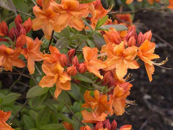 Rhododendron luteum &#039;Rumba&#039;, sommergrüne japanische Gartenazalee