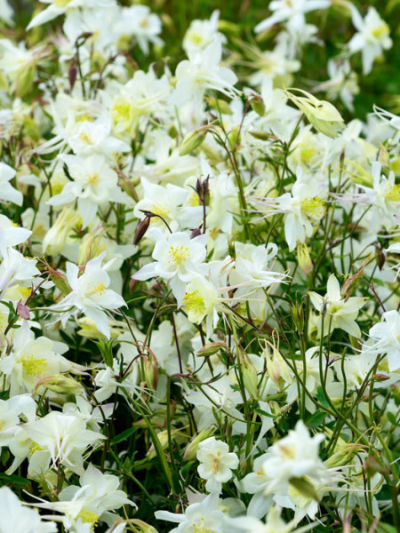Aquilegia caerulea &#039;Kristall&#039;, Weiße Akelei, nordamerikanische Akelei