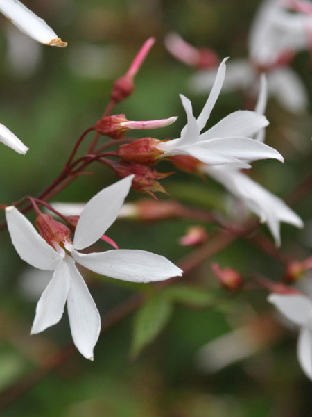 Gillenia trifoliata, Dreiblattspiere