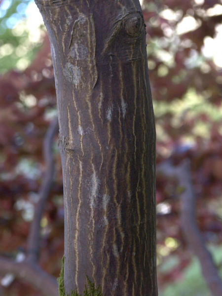 Acer palmatum &#039;Atropurpureum&#039;, Rotblättriger Fächerahorn