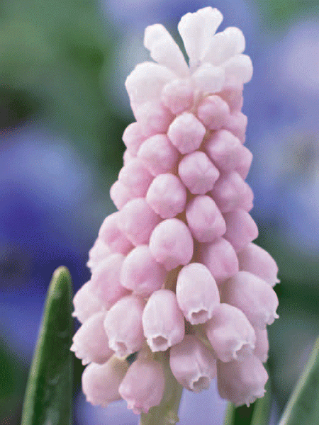 Traubenhyazinthe &#039;Pink Sunrise&#039;, Muscari (Art.Nr. 597192)