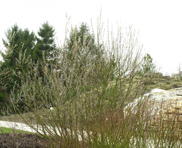 Salix caprea &#039;Mas&#039;, Männliche Kätzchenweide, Palmweide