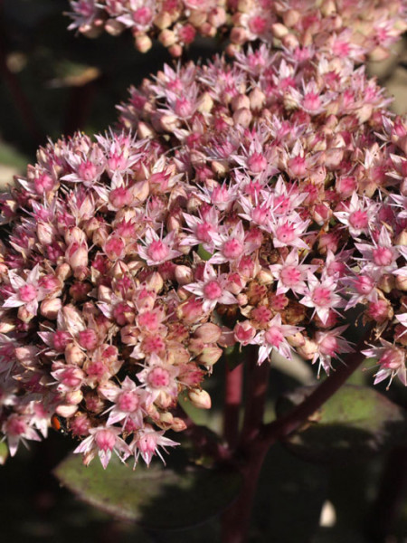 Sedum telephium &#039;Matrona&#039;, Hohe Garten-Fetthenne