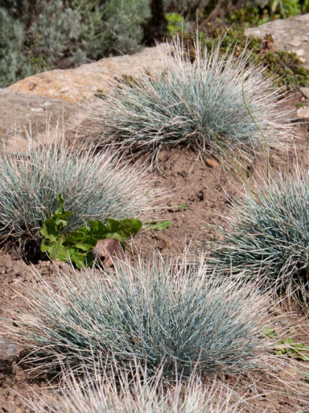 Festuca cinerea &#039;Azurit&#039; (M), Blau-Schwingel