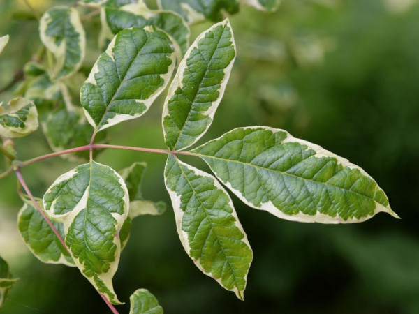 Acer negundo &#039;Aureo-Variegatum&#039;, Goldbunter Eschen-Ahorn