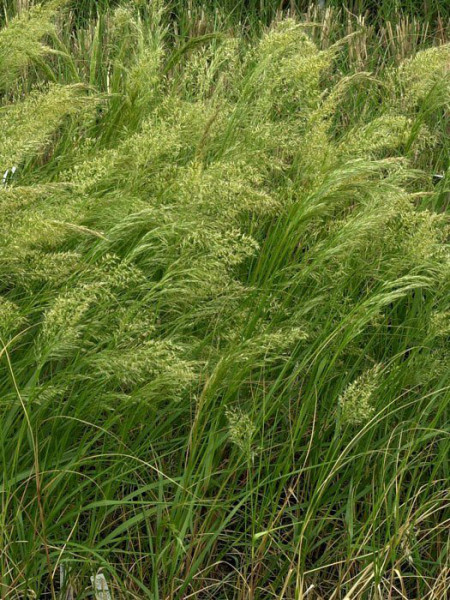 Achnatherum calamagrostis &#039;Algäu&#039;, (Syn.: Stipa lasiagrostis &#039;Algäu&#039;), Silber-Ährengras, Föhngras, Ränkegras