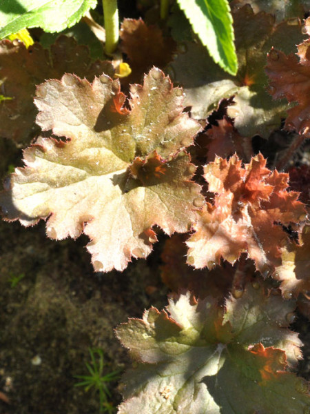 Heuchera x micrantha 'Cappuccino', Purpurglöckchen, Purpurblatt