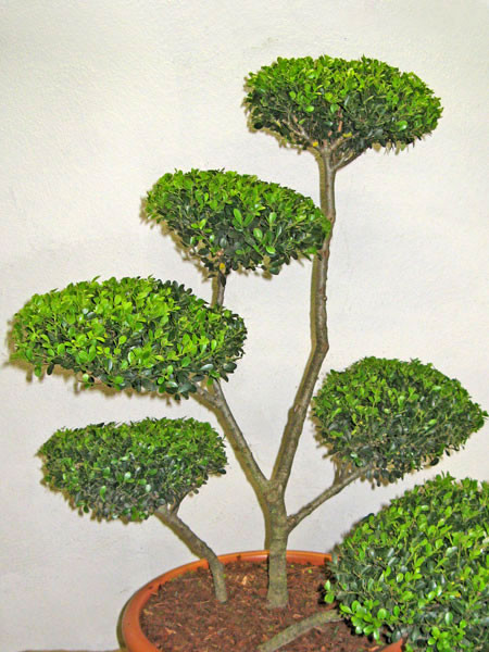 Ilex crenata Green Hedge - Bonsai, XXL-Produkt
