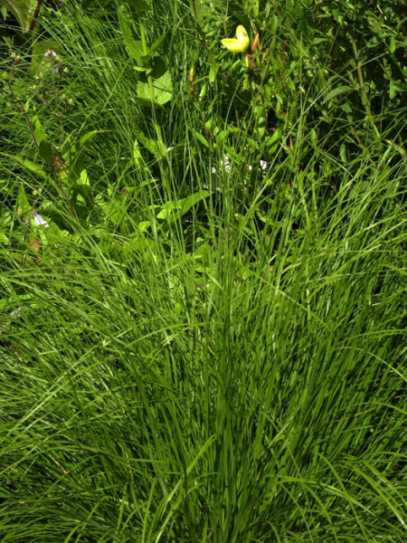 Sporobolus heterolepis 'Cloud' (Syn. 'Duftwolke'), Präriegras, Tautropfen-Gras
