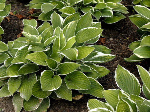 Hosta x fortunei &#039;Francee&#039;, Garten-Funkie, Weißrand-Funkie, Herzblatt-Lilie