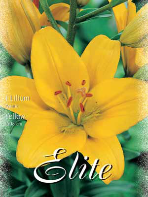 Asiatische Lilien-Hybride &#039;Yellow&#039;, Lilium (Art.Nr. 521688)