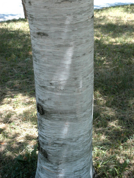 Betula utilis, Himalayabirke