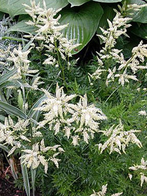 Aruncus dioicus &#039;Wirbelwind&#039;, Geschlitzter Geißbart, Wald-Geißbart