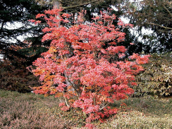 Rote Herbstfärbung