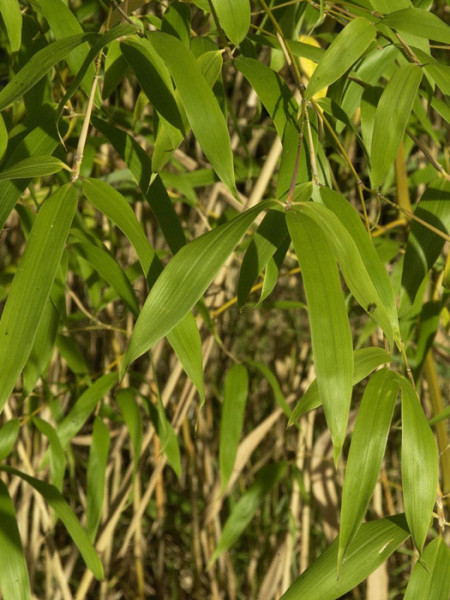 Phyllostachys flexuosa, Lieblicher Bambus