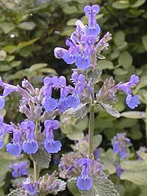 Katzenminze mit blauen Zungenblüten