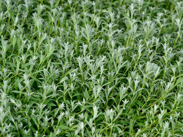 Cerastium tomentosum &#039;Silberteppich&#039;, Silberhornkraut, filziges Hornkraut