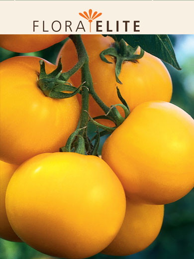 Tomate 'Goldene Königin' (Art.Nr. 21545)