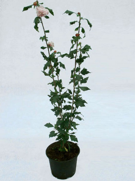 Hibiscus syriacus &#039;Speciosus&#039;, Hibiskus, Garteneibisch