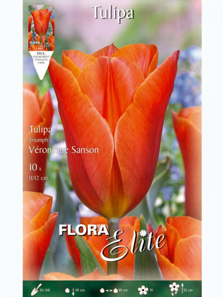 Triumph-Tulpe 'Veronique Sanson' (Art.Nr. 5952683)
