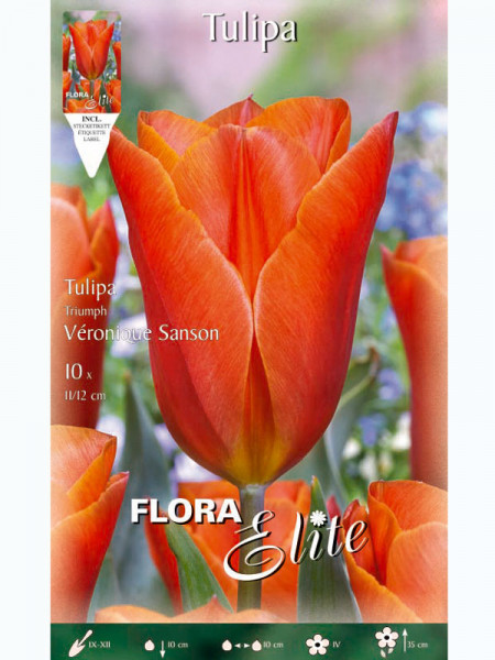 Triumph-Tulpe &#039;Veronique Sanson&#039; (Art.Nr. 5952683)