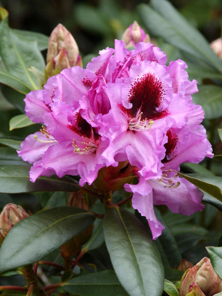 Rhododendron &#039;Kabarett&#039;