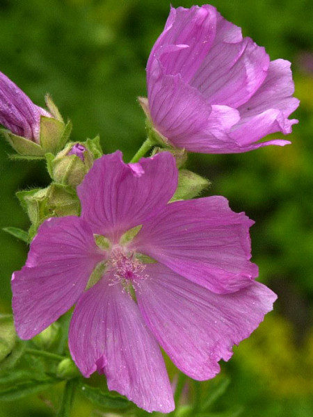 Malva alcea &#039;Fastigiata&#039;, Rosenpappel, Rosenmalve