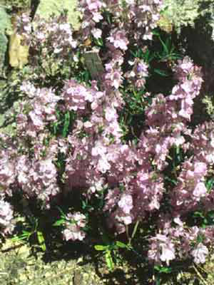 Veronica prostrata &#039;Mrs. Holt&#039;, Niederliegender Ehrenpreis