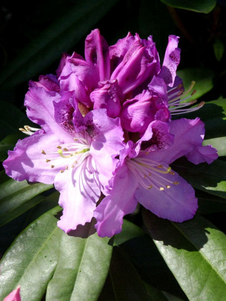 Rhododendron &#039;Pfauenauge&#039;