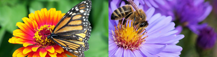 stauden-fuer-bienen