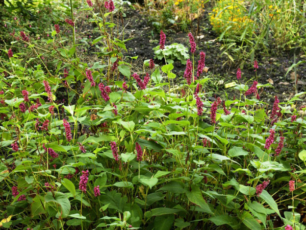 Bistorta (syn. Polygonum) amplexicaule &#039;Inverleith&#039; (syn. auch Persicaria), Kerzenknöterich, Wiesenknöterich