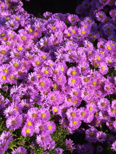 Aster dumosus &#039;Heinz Richard&#039;, rosa Kissen-Aster, Herbst-Aster