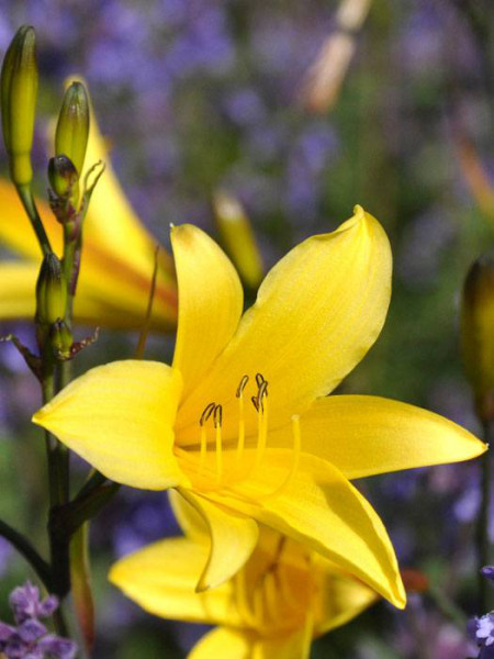 Hemerocallis minor, Zwerg-Taglilie