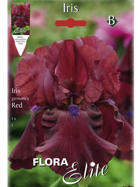 Schwertlilie 'Red', Iris germanica (Art.Nr. 521568)