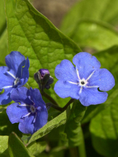 Blaues Gedenkemein Blüte