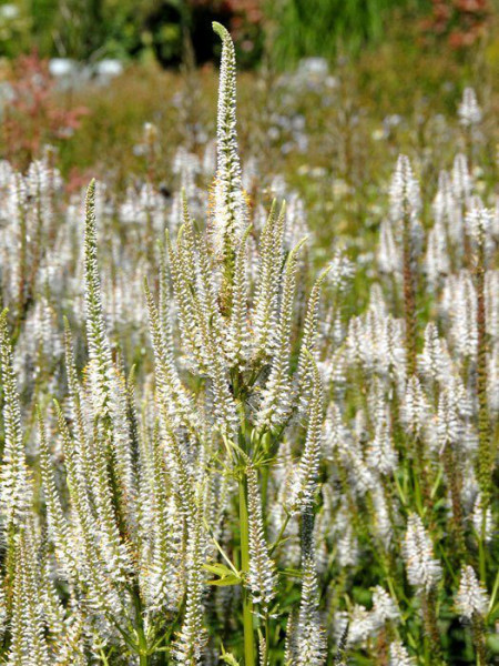 Veronicastrum virginicum &#039;Diana&#039;, Weißer Kandelaber-Ehrenpreis