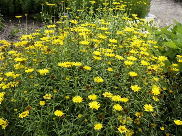 Buphthalmum salicifolium, Ochsenauge, Goldmargerite