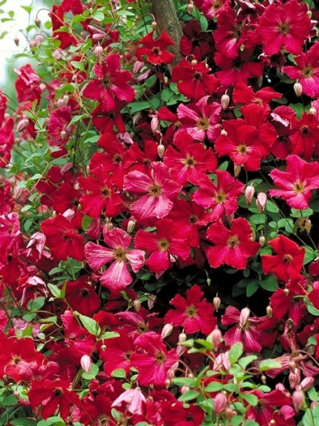 Das rote Blütenmeer der Clematis 'Rubra'